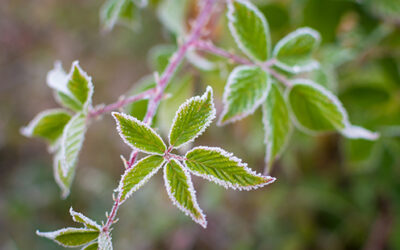 Preparing for Frost: Protecting Plants Before Cold Hits