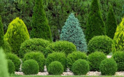 Optimizing Tree and Shrub Health with Late Winter Care