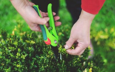 Pruning and Shaping Shrubs for Healthy Growth