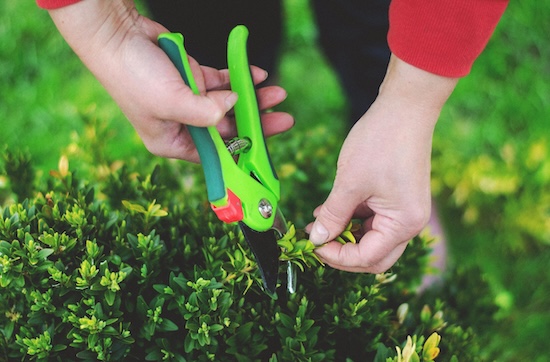Pruning and Shaping Shrubs for Healthy Growth